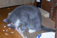 This is our cat looking for stories